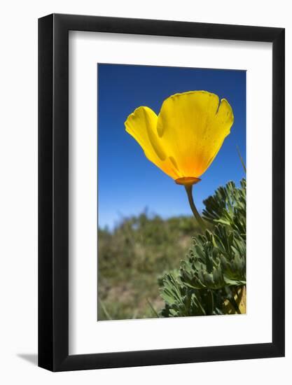 Bright Yellow California Poppy Against Very Blue Sky-Sheila Haddad-Framed Photographic Print