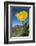 Bright Yellow California Poppy Against Very Blue Sky-Sheila Haddad-Framed Photographic Print