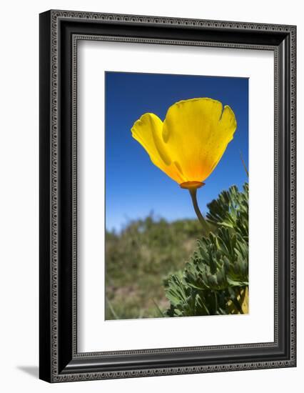 Bright Yellow California Poppy Against Very Blue Sky-Sheila Haddad-Framed Photographic Print