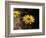 Bright Yellow Flower in colour-AdventureArt-Framed Photographic Print