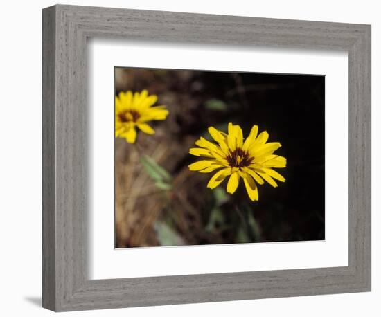 Bright Yellow Flower in colour-AdventureArt-Framed Photographic Print