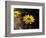 Bright Yellow Flower in colour-AdventureArt-Framed Photographic Print