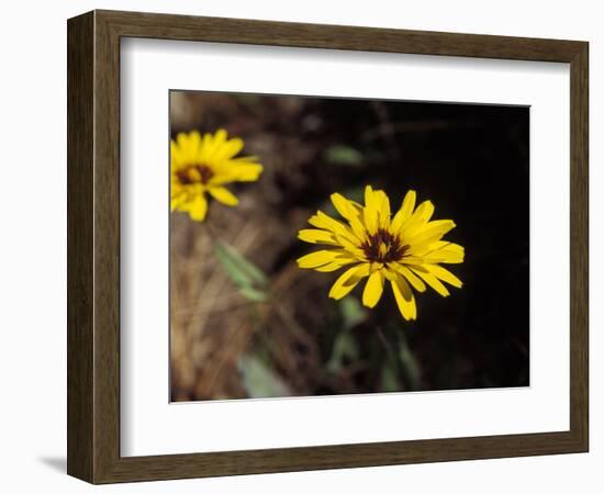 Bright Yellow Flower in colour-AdventureArt-Framed Photographic Print