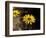 Bright Yellow Flower in colour-AdventureArt-Framed Photographic Print