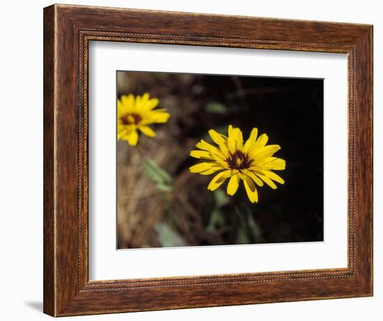 Bright Yellow Flower in colour-AdventureArt-Framed Photographic Print