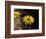 Bright Yellow Flower in colour-AdventureArt-Framed Photographic Print