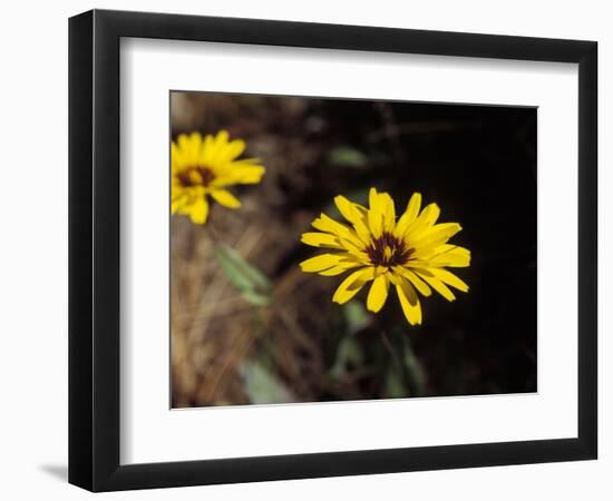 Bright Yellow Flower in colour-AdventureArt-Framed Photographic Print