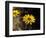 Bright Yellow Flower in colour-AdventureArt-Framed Photographic Print