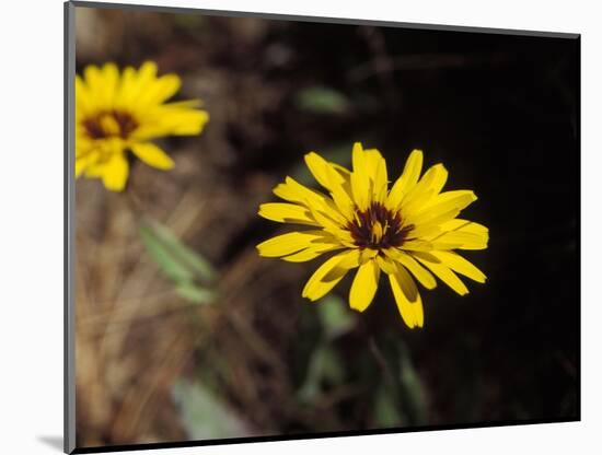 Bright Yellow Flower in colour-AdventureArt-Mounted Photographic Print
