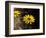 Bright Yellow Flower in colour-AdventureArt-Framed Photographic Print