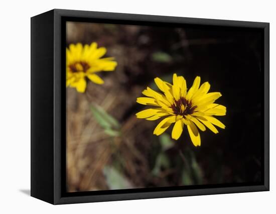 Bright Yellow Flower in colour-AdventureArt-Framed Premier Image Canvas