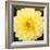 Bright Yellow Gerbera-Susan Bryant-Framed Art Print