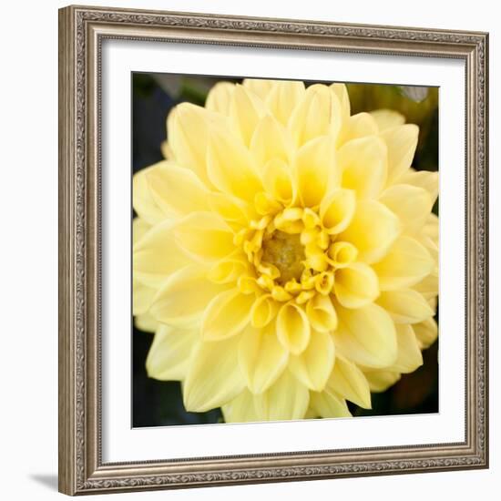 Bright Yellow Gerbera-Susan Bryant-Framed Art Print