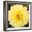 Bright Yellow Gerbera-Susan Bryant-Framed Art Print