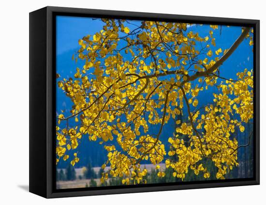 Bright Yellow Leaves of Aspen Tree in Rocky Mountains National Park, Colorado,USA-Anna Miller-Framed Premier Image Canvas