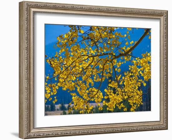 Bright Yellow Leaves of Aspen Tree in Rocky Mountains National Park, Colorado,USA-Anna Miller-Framed Photographic Print