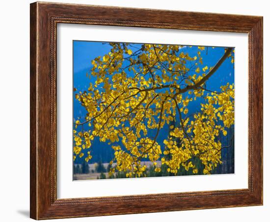 Bright Yellow Leaves of Aspen Tree in Rocky Mountains National Park, Colorado,USA-Anna Miller-Framed Photographic Print