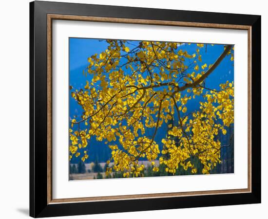 Bright Yellow Leaves of Aspen Tree in Rocky Mountains National Park, Colorado,USA-Anna Miller-Framed Photographic Print