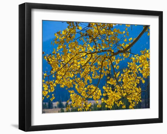 Bright Yellow Leaves of Aspen Tree in Rocky Mountains National Park, Colorado,USA-Anna Miller-Framed Photographic Print