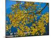 Bright Yellow Leaves of Aspen Tree in Rocky Mountains National Park, Colorado,USA-Anna Miller-Mounted Photographic Print