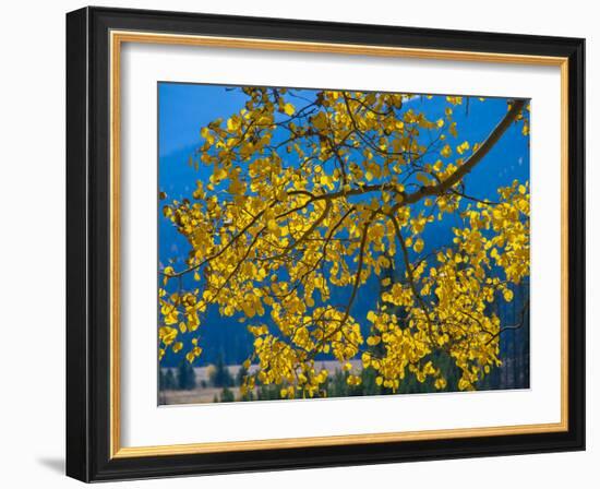 Bright Yellow Leaves of Aspen Tree in Rocky Mountains National Park, Colorado,USA-Anna Miller-Framed Photographic Print