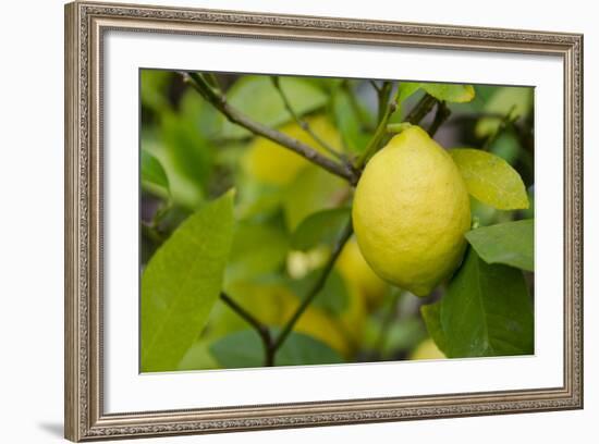 Bright Yellow Lemon on the Tree, California, USA-Cindy Miller Hopkins-Framed Photographic Print