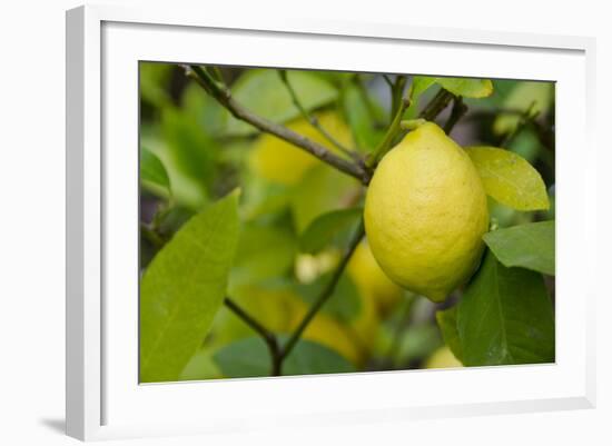 Bright Yellow Lemon on the Tree, California, USA-Cindy Miller Hopkins-Framed Photographic Print