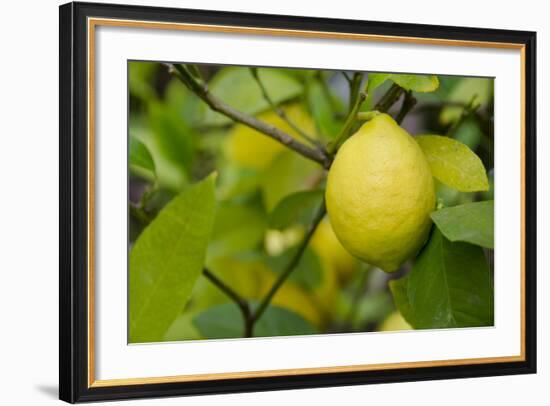 Bright Yellow Lemon on the Tree, California, USA-Cindy Miller Hopkins-Framed Photographic Print