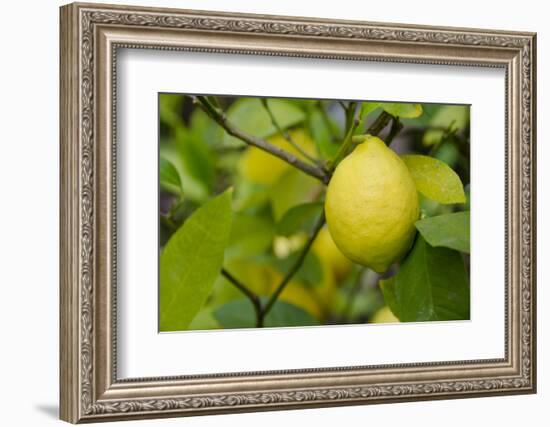 Bright Yellow Lemon on the Tree, California, USA-Cindy Miller Hopkins-Framed Photographic Print