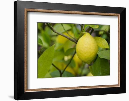 Bright Yellow Lemon on the Tree, California, USA-Cindy Miller Hopkins-Framed Photographic Print