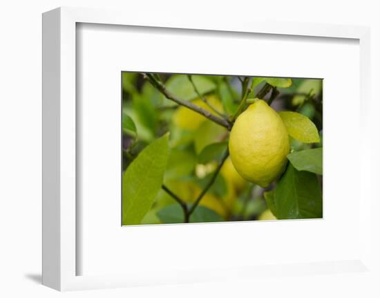 Bright Yellow Lemon on the Tree, California, USA-Cindy Miller Hopkins-Framed Photographic Print