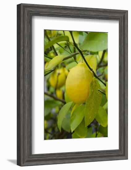 Bright Yellow Lemon on the Tree, California, USA-Cindy Miller Hopkins-Framed Photographic Print