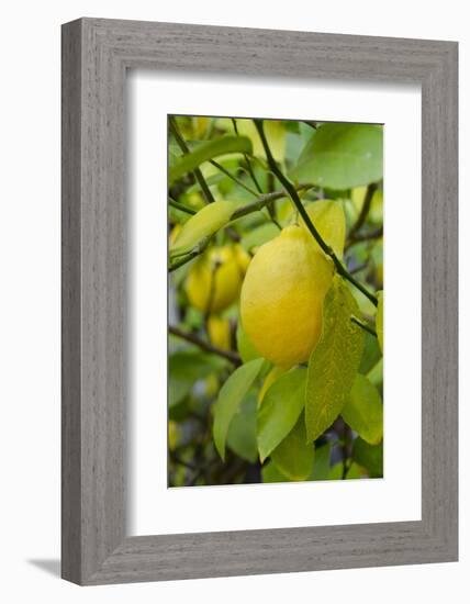 Bright Yellow Lemon on the Tree, California, USA-Cindy Miller Hopkins-Framed Photographic Print