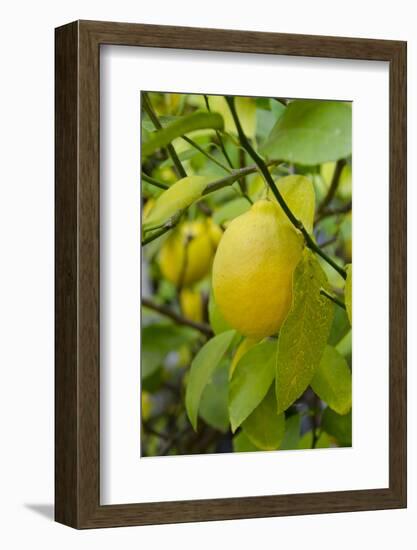 Bright Yellow Lemon on the Tree, California, USA-Cindy Miller Hopkins-Framed Photographic Print