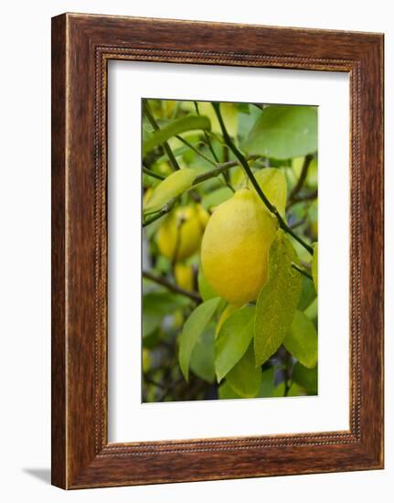 Bright Yellow Lemon on the Tree, California, USA-Cindy Miller Hopkins-Framed Photographic Print