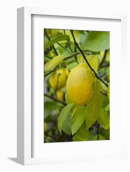 Bright Yellow Lemon on the Tree, California, USA-Cindy Miller Hopkins-Framed Photographic Print