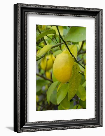 Bright Yellow Lemon on the Tree, California, USA-Cindy Miller Hopkins-Framed Photographic Print