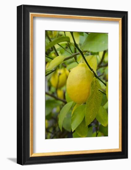 Bright Yellow Lemon on the Tree, California, USA-Cindy Miller Hopkins-Framed Photographic Print