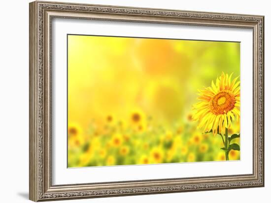 Bright Yellow Sunflowers and Sun-frenta-Framed Photographic Print