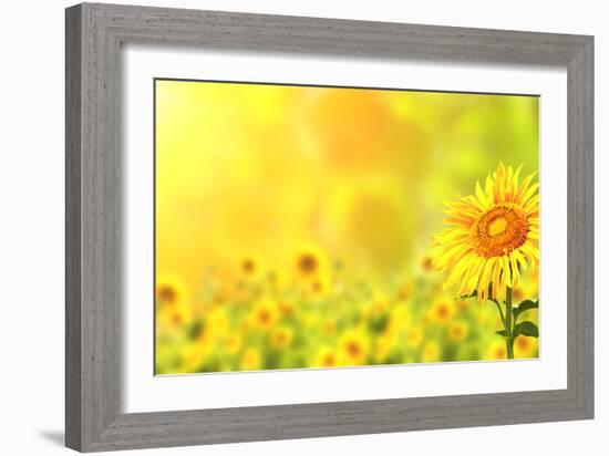 Bright Yellow Sunflowers and Sun-frenta-Framed Photographic Print