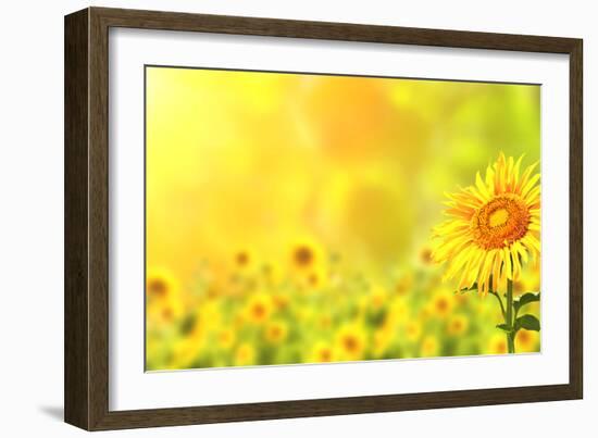 Bright Yellow Sunflowers and Sun-frenta-Framed Photographic Print