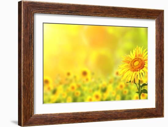 Bright Yellow Sunflowers and Sun-frenta-Framed Photographic Print