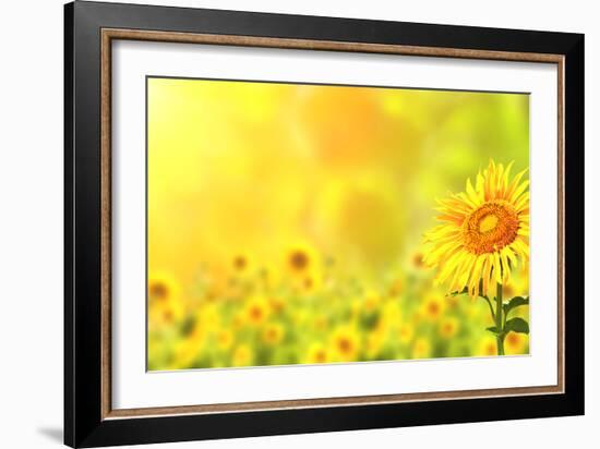 Bright Yellow Sunflowers and Sun-frenta-Framed Photographic Print