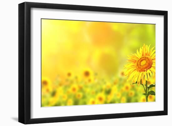 Bright Yellow Sunflowers and Sun-frenta-Framed Photographic Print