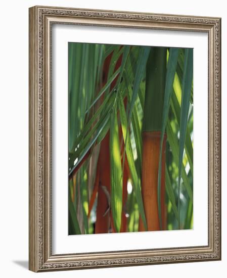 Brightly Colored Orange and Green Bamboo Stalks, Dominical, Costa Rica-Cindy Miller Hopkins-Framed Photographic Print