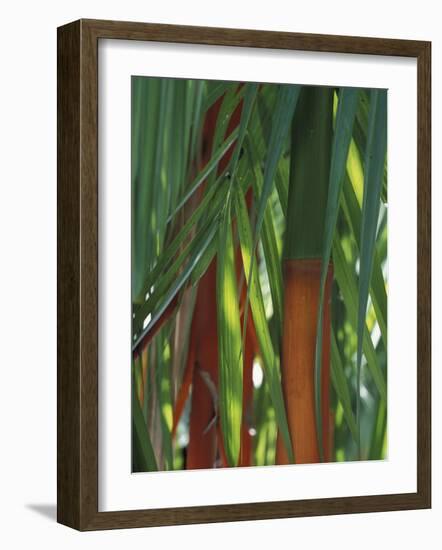 Brightly Colored Orange and Green Bamboo Stalks, Dominical, Costa Rica-Cindy Miller Hopkins-Framed Photographic Print