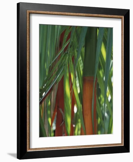 Brightly Colored Orange and Green Bamboo Stalks, Dominical, Costa Rica-Cindy Miller Hopkins-Framed Photographic Print