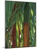 Brightly Colored Orange and Green Bamboo Stalks, Dominical, Costa Rica-Cindy Miller Hopkins-Mounted Photographic Print