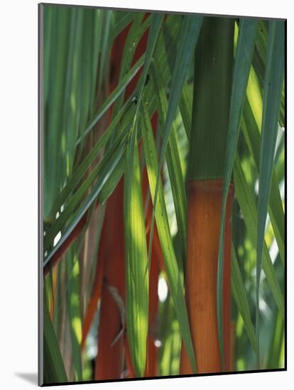 Brightly Colored Orange and Green Bamboo Stalks, Dominical, Costa Rica-Cindy Miller Hopkins-Mounted Photographic Print