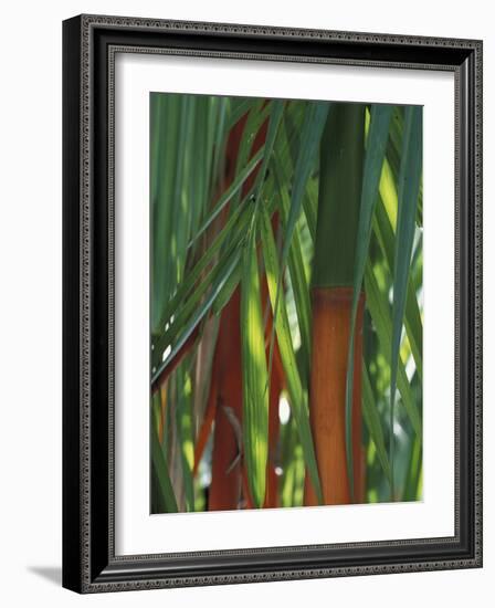 Brightly Colored Orange and Green Bamboo Stalks, Dominical, Costa Rica-Cindy Miller Hopkins-Framed Photographic Print